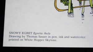 Thomas Sasser Bird Print, Snowy Egret, 8 x 10
