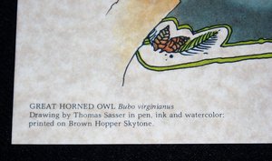 Thomas Sasser Bird Print, Great Horned Owl, 8 x 10