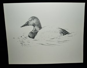 Kathy Flynn Numbered Print, Canvasback Duck
