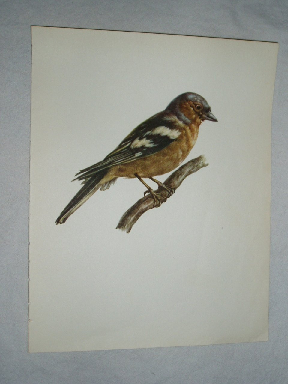 Bird Print, Chaffinch, Fringilla Coelebs, 1962 Book Plate, Demartini