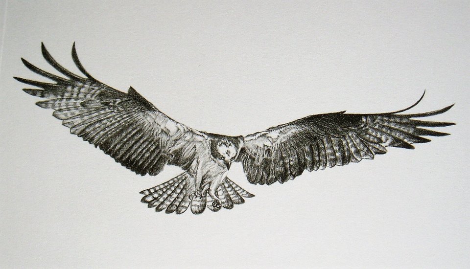 Thorpe, Hawk Publishers Print, "Your Friendly IRS Agent"