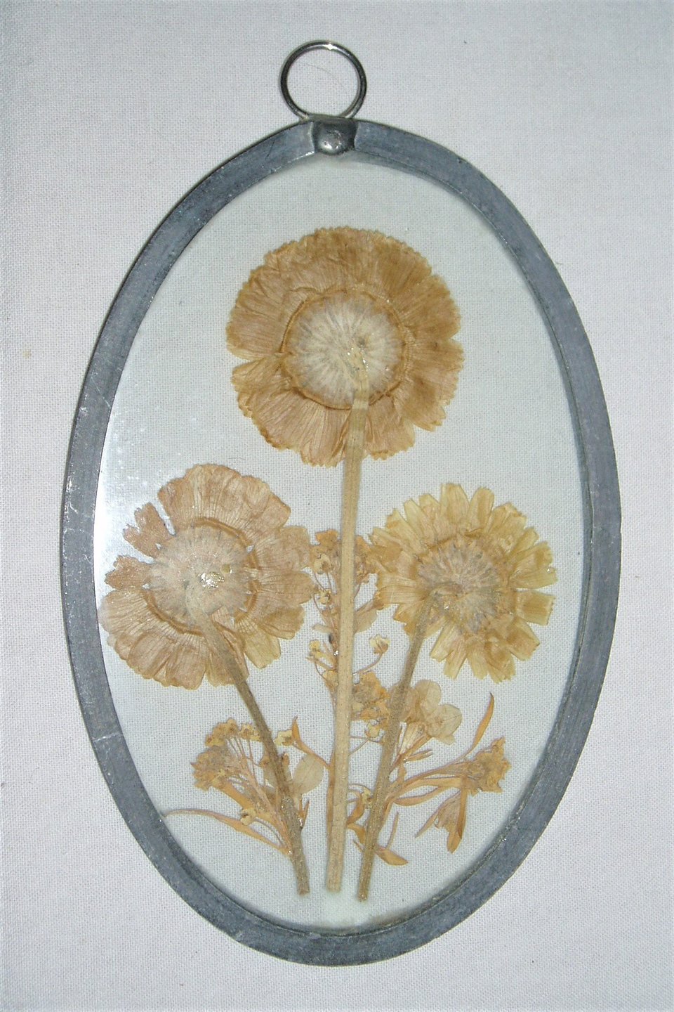 Framed Dried Flowers, Botanical Hanging