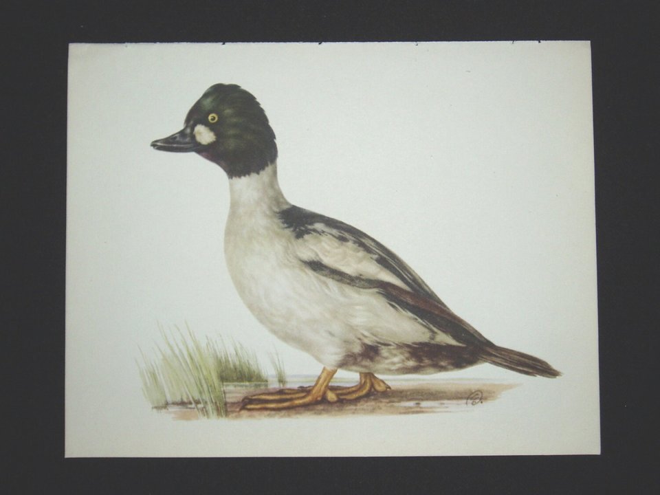 Bird Print, Goldeneye, Bucephala Clangula, 1962 Book Plate, Demartini