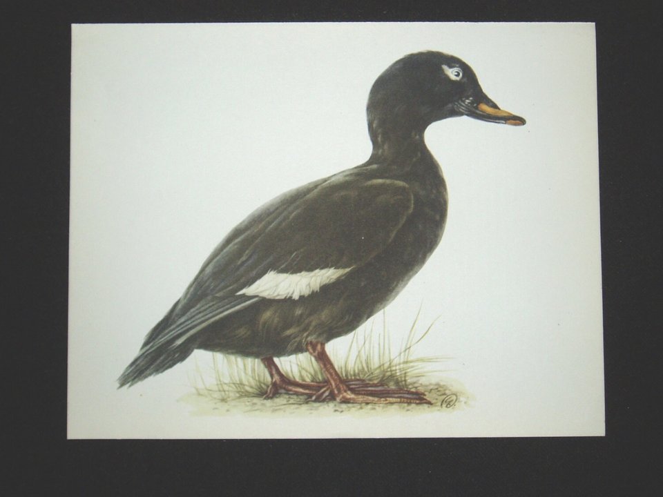 Bird Print, Velvet Scoter, Melanitta Fusca, 1962 Book Plate, Demartini