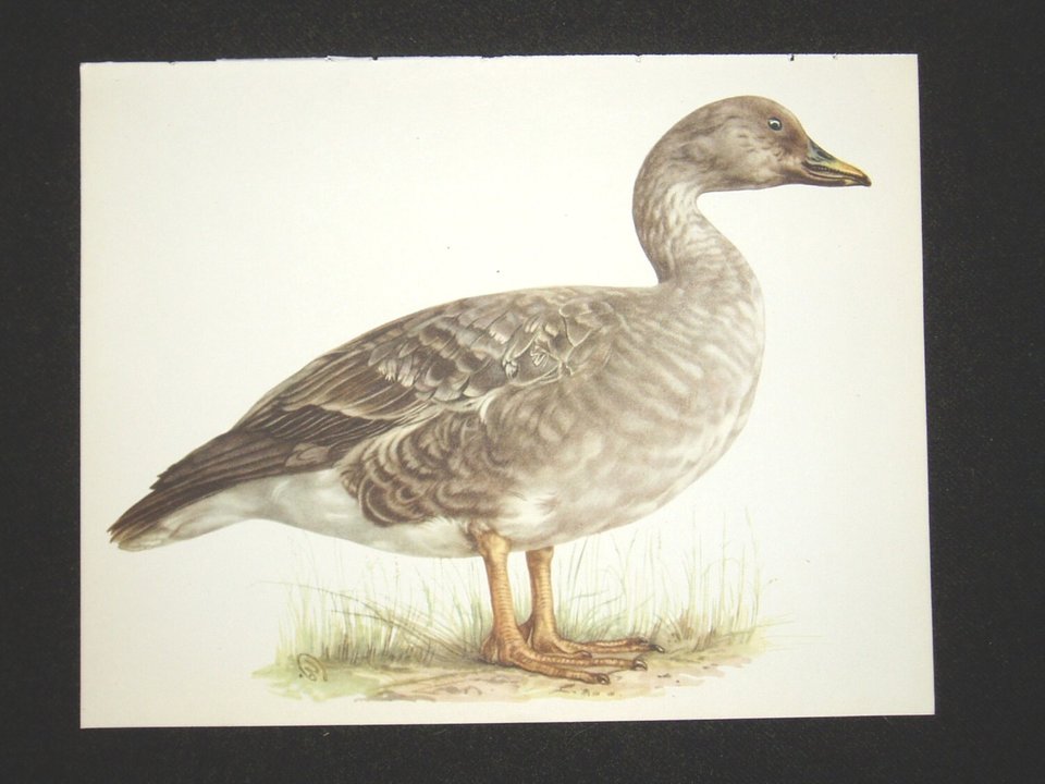 Bird Print, Bean Goose, Anser Arvensis, 1962 Book Plate, Demartini