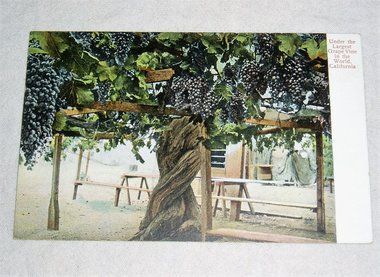 Postcard, Largest Grapevine in the World, California, Rieder