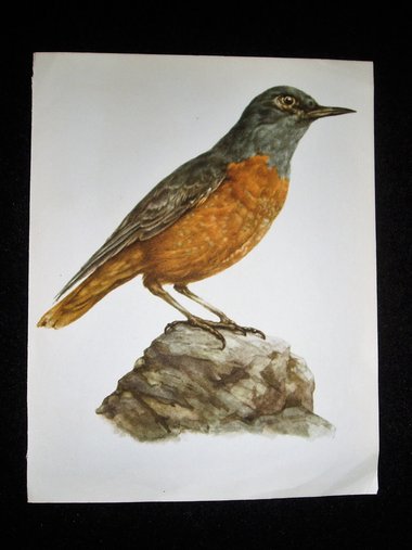 Bird Print, Rock Thrush, Monticola sexatilis, 1962 Book Plate, Demartini