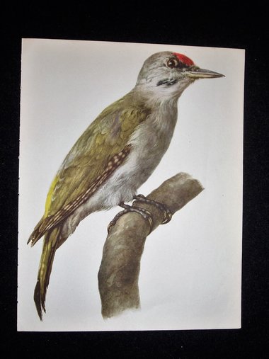 Bird Print, Grey-Headed woodpecker,  Picus canus 1962 Book Plate, Demartini
