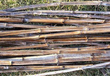 Cup Plant Stems, Square, Mixed Media Supplies