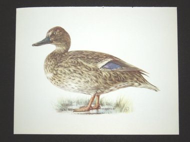 Bird Print, Mallard Hen, Anas Platyrhynchos, 1962 Book Plate, Demartini