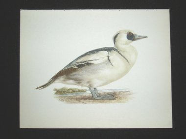 Bird Print, Smew, Mergus Albellus, 1962 Book Plate, Demartini
