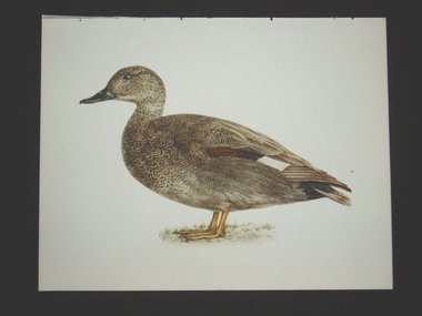 Bird Print, Gadwell, Anas Strepera, 1962 Book Plate, Demartini
