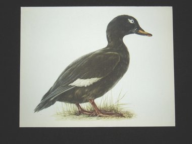 Bird Print, Velvet Scoter, Melanitta Fusca, 1962 Book Plate, Demartini