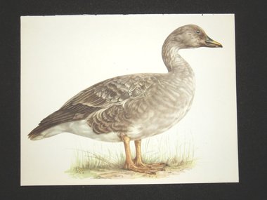 Bird Print, Bean Goose, Anser Arvensis, 1962 Book Plate, Demartini